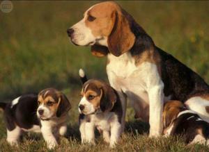 Juguetones Beagle en Venta