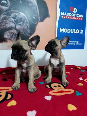 Lindos Y Lindas Bulldog Frances Fawn