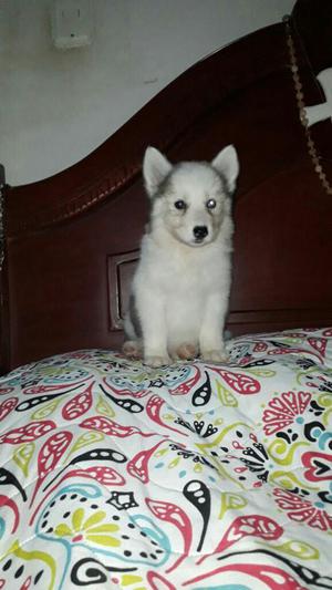 Loba Husky Siberiana