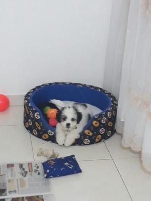 Mini Toy French Poodle Macho