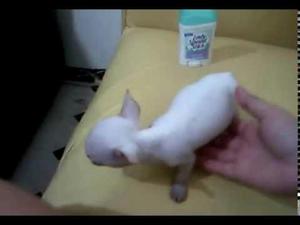 Perrito Chihuahua Blanco Vacunado