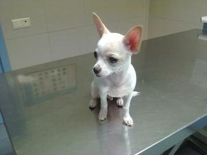 Perrito Chihuahua Blanco Vacunado Tres M