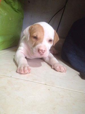 Perros pitbull