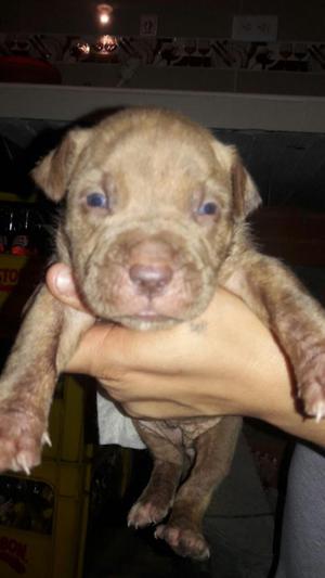 Pitbull Stanford a La Venta