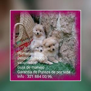 Pomerania Lulu Pura Raza