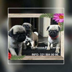 Pug Carlino Puros