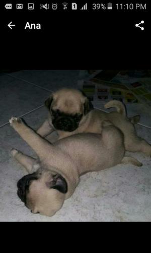 Pug Carlinos