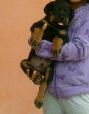 Rottweiler Alemanes Los Mejores