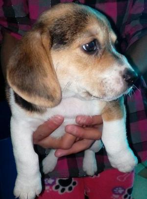 Se Veden Cachorros Beagle Tricolor