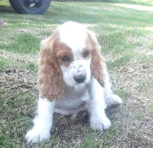 Se Vende Cocker Spaniel