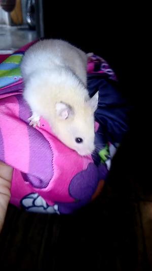 Se Vende Hamster