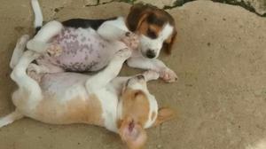 Se Vende Perrita Beagles Tricolor..