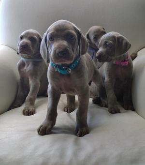 Tienda de mascotas en cali WEIMARANER en venta