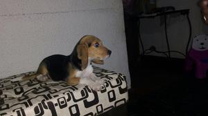 Ultimas Cachorritas Beagle Tricolor