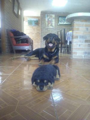 Vendo Cachorro