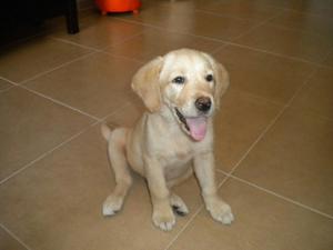 Vendo Golden Retriver 3meses Hembra