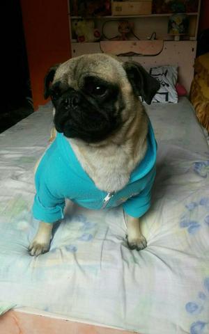 Vendo Perrita Pug Arena