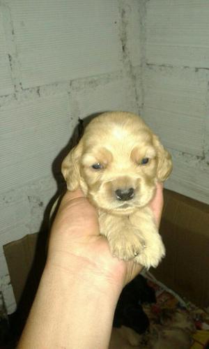 Vendo Perros Cocker Spanil Hermosos