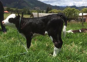 Vendo Ternera Simmental en TABIO