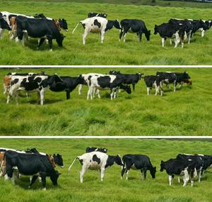 Venta Novillas Holstein Registradas