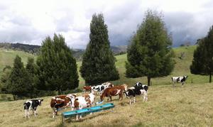 Venta de Terneras Y Novillas Holstein