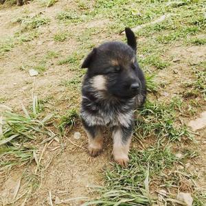 Venta de preciosos cachorros pastor aleman en Cali/Colombia