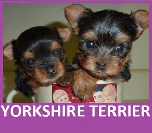 YORK**SHIRE TERRIER EN VENTA