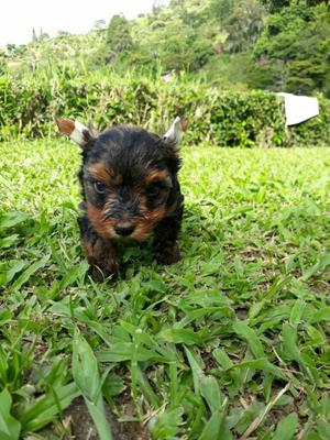 York Shire Terrier. Diegomascotas