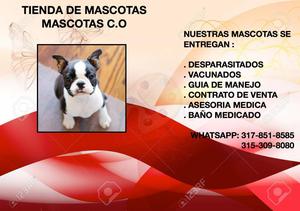 boston terrier, amigable puro en venta!