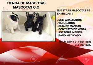 bulldog frances, cariñosos perritos en venta