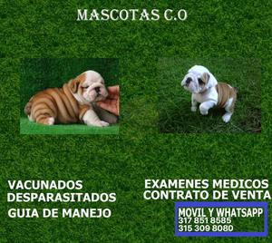 bulldog ingles * cachorritos en venta**