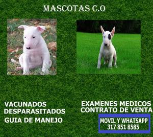 bullterrier* cachorros en venta cali!