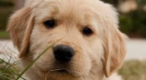 cachorros golden retriver bellisimos envios