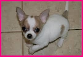 chihuahuas***blancos en venta****