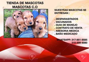 cocker spaniel, lindos cachorros entrenables en venta