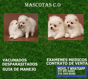 pomerania cachorros garantizados en cali venta***