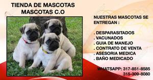 pug carlino,sociables cachorros garantizados!