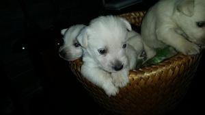 vendo hermosos cachoros wety terrier