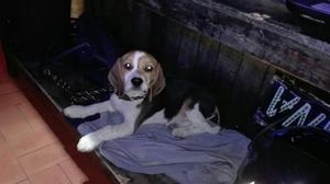 Beagle Cachorro en Adopcion 6 Meses