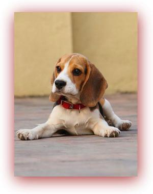 Beagles Tradicionales