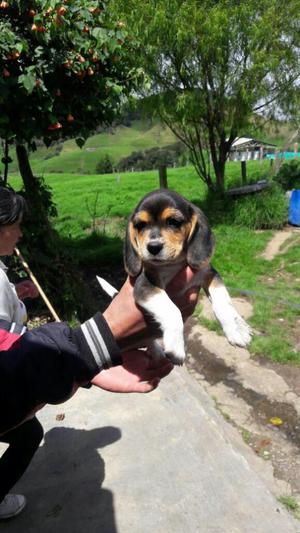 Beagles Tricolor