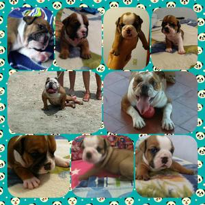 Cachorros Bulldog