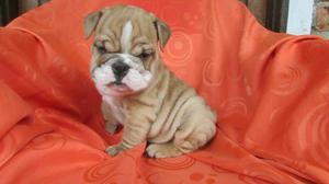 Cachorros Bulldog Ingles