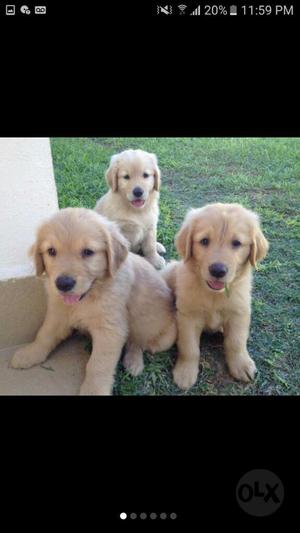 Golden Retriver