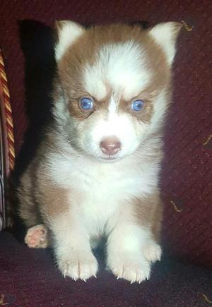 Hermosa Husky Roja