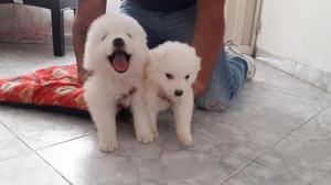 Hermosos Samoyedos. Entrega Inmediata.