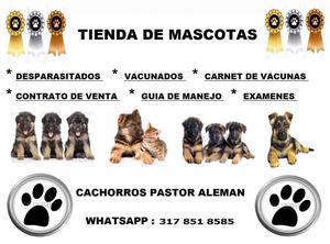 PASTOR ALEMAN ! EN VENTA PASTO ! LINDOS CACHORRITOS