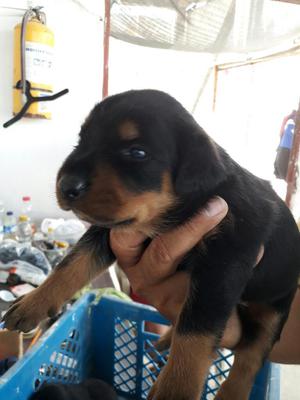 Rottweiler