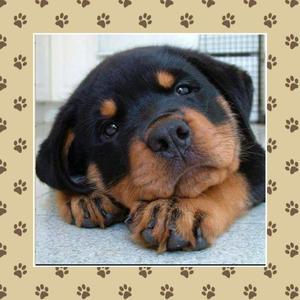 Rottweiler en Venta