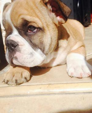 Se Vende Lindo Cachorro Bulldog Ingles